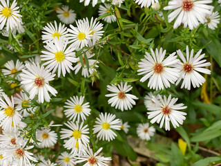 Wild Aster Alpha White - Michaelmas Daisy with golden centers blooming in lush green foliage in gaden