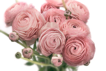 Pink Ranunculus Bouquet Close-up isolated on white background. Elegant, soft pink ranunculus flowers.