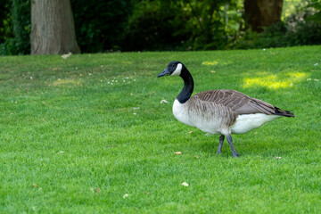 A Canada Goose with its distinctive black neck and white cheek patch walks across a bright green grass lawn. The scene captures wildlife in an urban or park environment on a sunny day