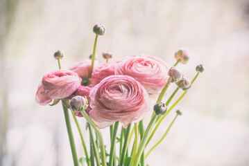 Closeup of Pink Ranunculus Flowers  &ndash; Intimate look at a pink ranunculus bouquet in bloom.