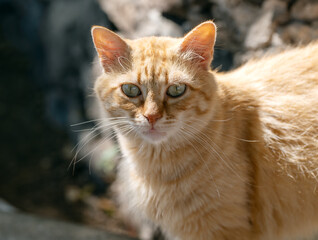 Orange tabby stray cat with green eyes, resting on sunlit rocks in Gran Canaria, Spain.