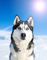 Obraz premium A stunning close-up showcases a Husky with piercing blue eyes against a snowy backdrop under a bright sun