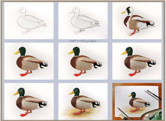Obraz premium Drawing duck drake tutorial step by step. Visual guide demonstrates waterfowl painting in stages. Education kids learning hobby art projects. Realistic style background white