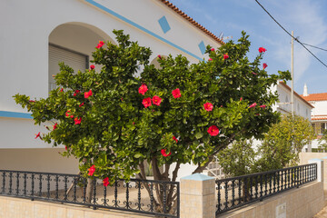 Hibiscus tree adds vivid color to the yard of a Mediterranean-style home.
