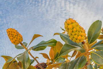 Closed magnolia seed pods growing under clear sky