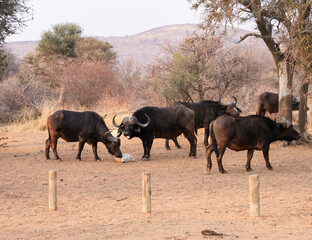African buffalos gathered around a salt block.