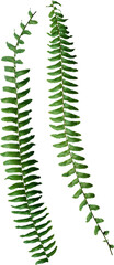 Two green fern leaves isolated on white background, botanical PNG, natural foliage element, tropical plant design, fresh greenery for eco-friendly and decorative projects

