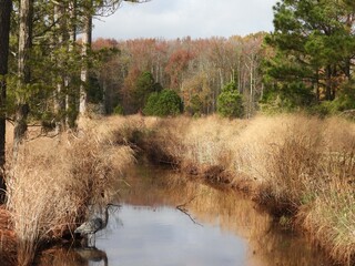 The scenic beauty of the wetlands, within the Blackwater National Wildlife Refuge, during the autumn season, Dorchester County, Maryland. Natural reflection upon calm water.  