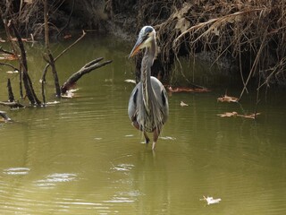 A great blue heron, hunting for prey, while wading within the wetland waters of the Blackwater National Wildlife REeuge, Dorchester County, Maryland. 