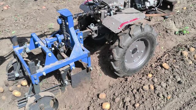 Potato harvesting with a walk-behind tractor