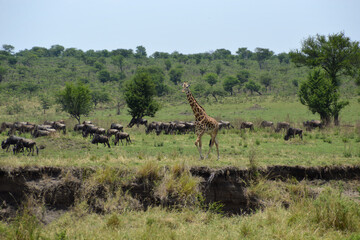 Africa, Tanzania, Segengeti, giraffe & gnus