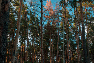 Pine Forest at Sunset with Tall Trees and Blue Sky &ndash; Peaceful Nature Landscape