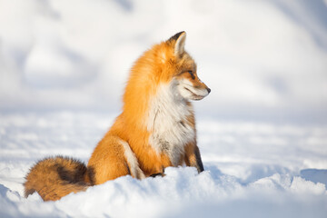 Red fox in winter