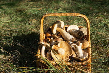 Freshly harvested mushrooms in a wicker basket on green grass