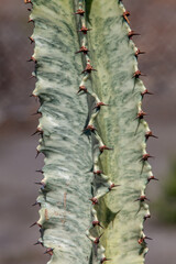Detailed view of Euphorbia stem showing spines and marbled epidermal pattern