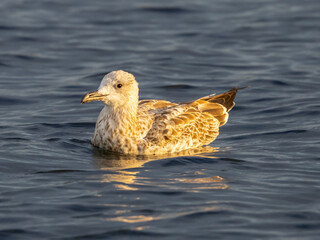 Very young seagull with light brown feather