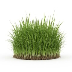 Fresh green grass growing in a circular patch on white background