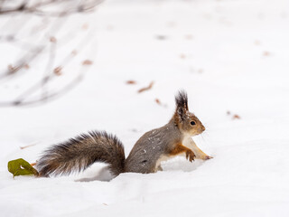 The squirrel in winter sits on white snow.