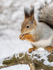 The squirrel with nut sits on tree in the winter or late autumn