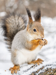 The squirrel with nut sits on tree in the winter or late autumn