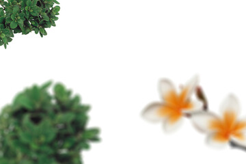Green foliage and white-yellow flowers blurred on white background, minimalistic floral template, nature-inspired design, fresh botanical elements, springtime, modern natural style

