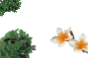 Green foliage and white-yellow flowers blurred on white background, minimalistic floral template, nature-inspired design, fresh botanical elements, springtime, modern natural style

