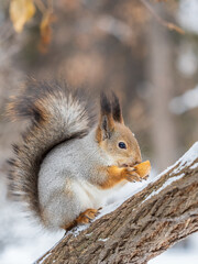 The squirrel with nut sits on tree in the winter or late autumn