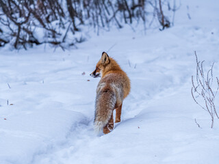Fototapeta premium European Red Fox (Vulpes vulpes) in winter forest