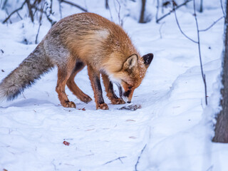 European Red Fox (Vulpes vulpes) in winter forest