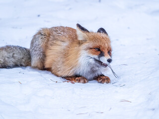 Obraz premium European Red Fox (Vulpes vulpes) in winter forest