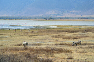 Africa, Tanzania, Ngorongoro, warthog with gazelles & flamingos in background