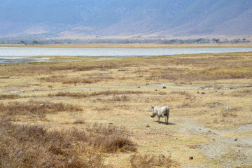 Africa, Tanzania, Ngorongoro, warthog with gazelles & flamingos