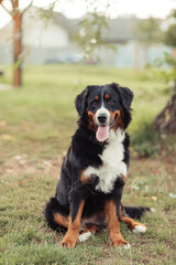 A Bernese Mountain Dog sitting on the grass in a peaceful outdoor setting. The dog has a friendly expression, with its tongue out and tail relaxed. The background features trees and green grass, creat