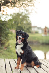 A Bernese Mountain Dog sitting on the grass in a peaceful outdoor setting. The dog has a friendly expression, with its tongue out and tail relaxed. The background features trees and green grass, creat