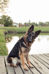 An East European Shepherd sitting on the grass in a natural outdoor setting. The dog looks alert and happy, with ears perked up, surrounded by trees and autumn grass