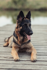 An East European Shepherd sitting on the grass in a natural outdoor setting. The dog looks alert and happy, with ears perked up and tongue out, surrounded by trees and autumn grass
