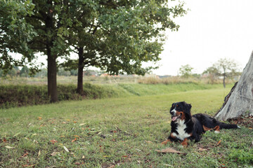 A Bernese Mountain Dog sitting on the grass in a peaceful outdoor setting. The dog has a friendly expression, with its tongue out and tail relaxed. The background features trees and green grass, creat