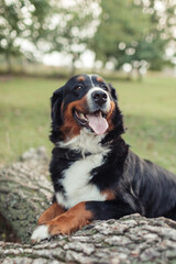 A Bernese Mountain Dog sitting on the grass in a peaceful outdoor setting. The dog has a friendly expression, with its tongue out and tail relaxed. The background features trees and green grass, creat