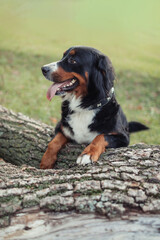 A Bernese Mountain Dog sitting on the grass in a peaceful outdoor setting. The dog has a friendly expression, with its tongue out and tail relaxed. The background features trees and green grass, creat