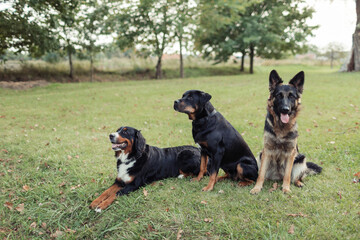 A group of three dogs enjoying a day outdoors, sitting on green grass, surrounded by trees and nature. The dogs are a Bernese Mountain Dog, a Rottweiler, and an East European Shepherd. The setting is 