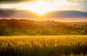 Scenic landscape golden wheat field sunset dramatic cloudy sky and sun rays breaking through, rural peaceful view.