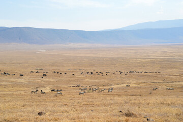 Africa, Tanzania, Ngorongoro, zebras & gnus & buffaloes