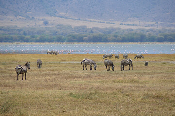 Africa, Tanzania, Ngorongoro, zebra, antelopes, warthog & flamingos