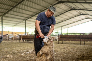 Farmer shearing sheep, removing wool with hand shears in a barn. Traditional agriculture practice...