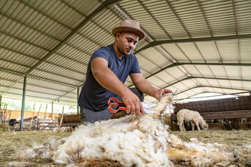 Naklejka premium Person shearing wool from sheep on farm