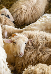 Sheep with horns resting among other sheep in a pen, illustrating livestock farming and animal husbandry