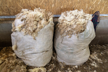 Sacks of freshly shorn raw sheep wool fleece piled in a farm shed, ready for cleaning and further...