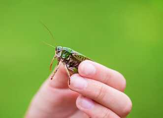 Grasshopper resting quietly on fingers. The scene reflects a peaceful moment in nature.