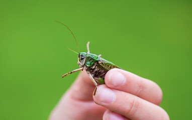 Grasshopper resting quietly on fingers. The scene reflects a peaceful moment in nature.