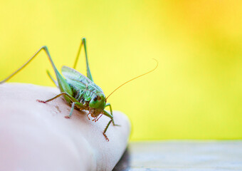 Small insect on an open hand outdoors. Coexistence and calm observation.